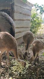 Nandoe kuikens natuurbroed, Dieren en Toebehoren, Pluimvee, Meerdere dieren, Kip