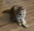 Kittens Perzische 12 weken (geboren 18-02-2025), Poes, Ontwormd, 0 tot 2 jaar