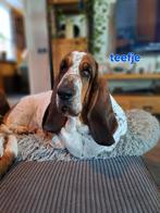 Nest aangekondigd Engelse basset, 8 tot 15 weken, Teef, Meerdere, Nederland