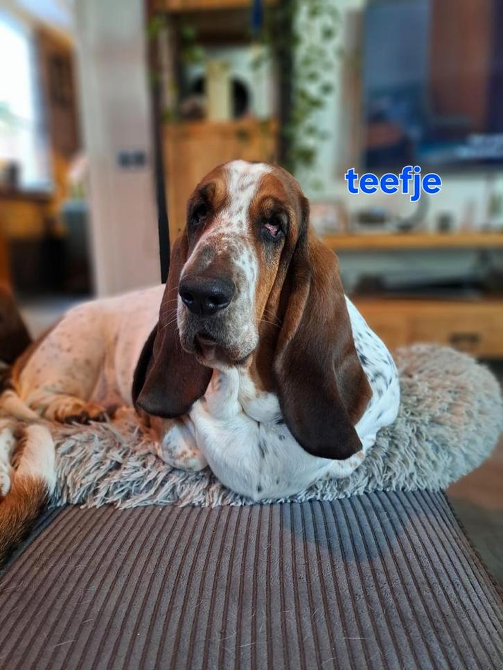 Nest aangekondigd Engelse basset, Dieren en Toebehoren, Honden | Beagles, Bassets en Lopende honden, Teef, Particulier, Meerdere