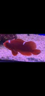 amphiprion apigrammata, Dieren en Toebehoren, Vis, Zoutwatervis, Schoolvis