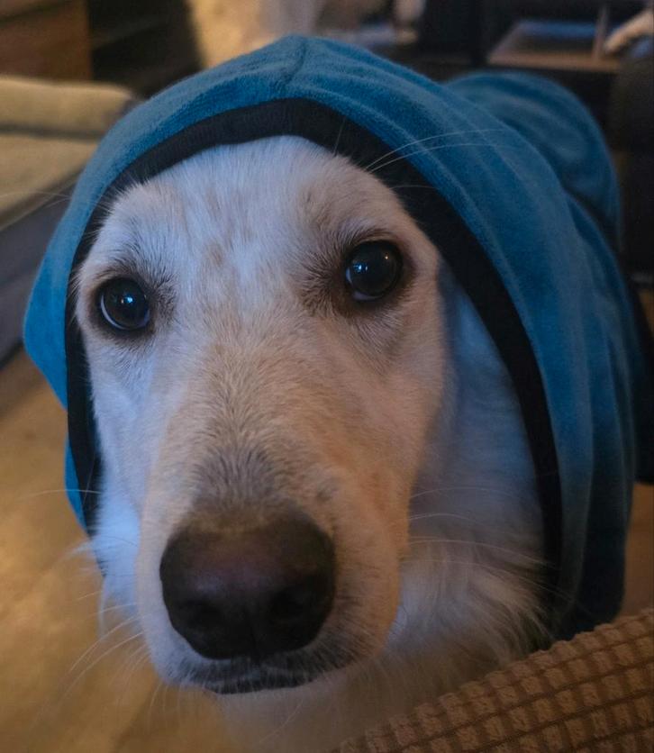 Trimster aangeboden, Dieren en Toebehoren, Honden-accessoires, Nieuw, Ophalen of Verzenden