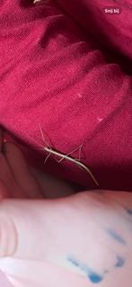 Wandelende tak, Dieren en Toebehoren, Insecten en Spinnen, Wandelende tak