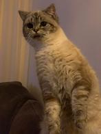 Lieve seal golden tabby point poes  zoekt 5 ️⭐️ huisje, Poes, Gechipt, 0 tot 2 jaar