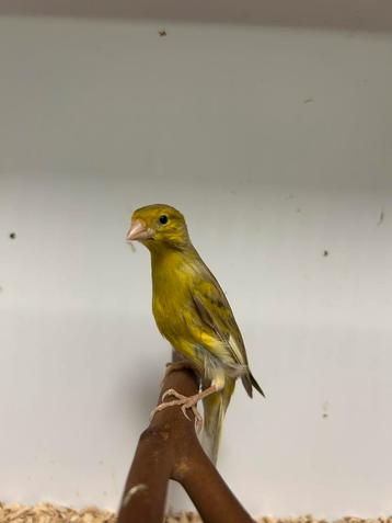 Japan hoso beschikbaar voor biedingen