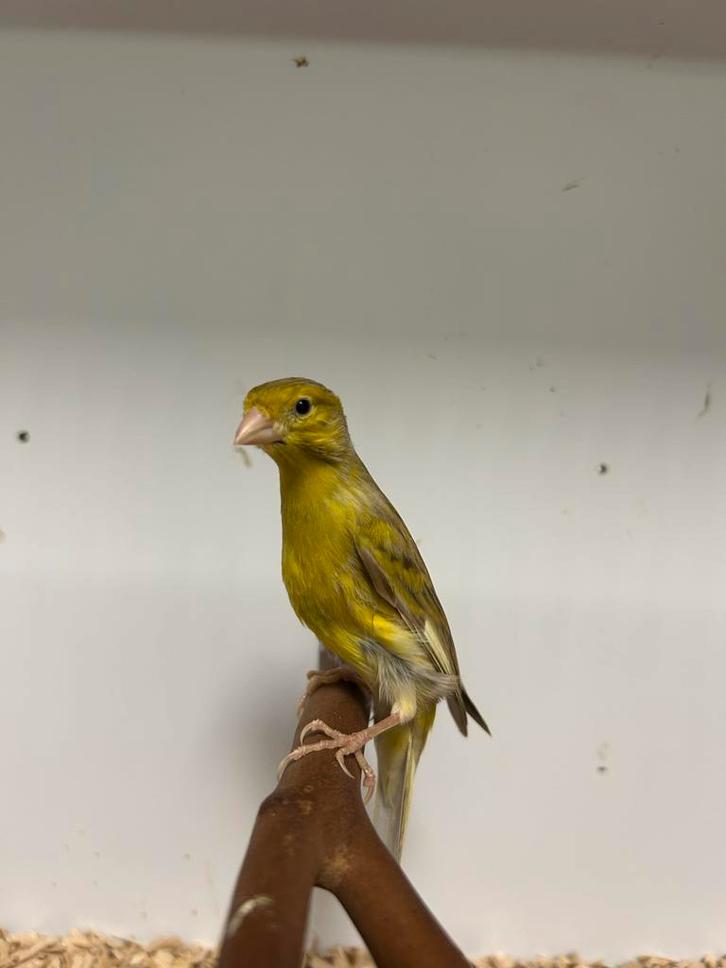 Japan hoso, Dieren en Toebehoren, Vogels | Kanaries, Postuurkanarie, Meerdere dieren