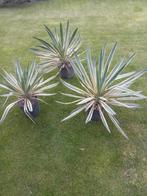 Yucca 'tricolor' in pot. mooie grote sierlijke plant, Ophalen, Overige soorten, Volle zon