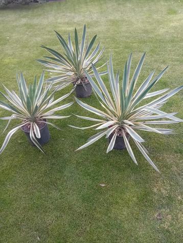 Yucca 'tricolor' in pot. mooie grote sierlijke plant beschikbaar voor biedingen