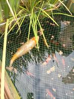 Koi karper 45/50 cm, Dieren en Toebehoren, Vissen | Vijvervissen, Karper of Koi