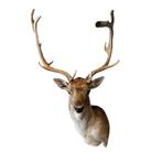 Te koop: Trofee van een damhert, Ophalen of Verzenden, Nieuw, Wild dier, Gewei of Kop