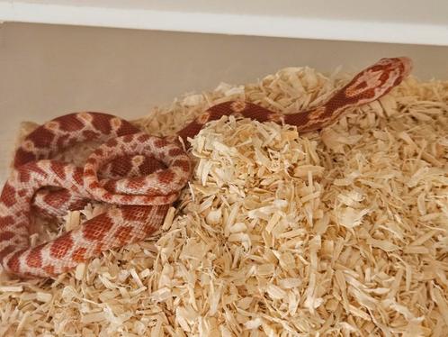 Rattenslang, Dieren en Toebehoren, Reptielen en Amfibieën, Slang