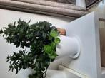 Planten, Huis en Inrichting, Woonaccessoires | Zuilen en Pilaren, Ophalen of Verzenden, Zo goed als nieuw
