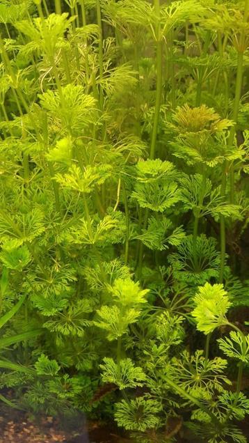 Ambulia, snelgroeiende aquariumplant beschikbaar voor biedingen