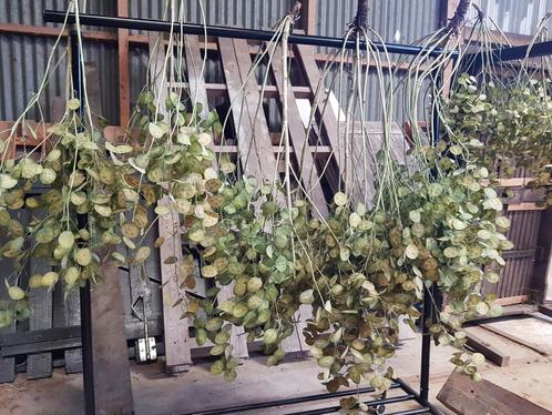 Heel veel Judaspenning, gedroogd, Huis en Inrichting, Woonaccessoires | Droogbloemen, Nieuw, Ophalen