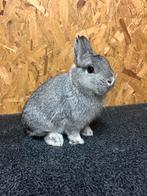 Kleurdwerg Chinchilla Man Jong (dwergkonijn), Dieren en Toebehoren, Konijnen, Mannelijk, Dwerg, 0 tot 2 jaar