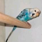 Dunfelo split Blackface split blackwing man, Dieren en Toebehoren, Mannelijk, Parkiet, Geringd