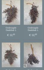 Gedroogde dadeltakken dadeltak, B, G, Nieuw, Ophalen of Verzenden