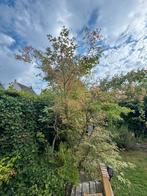 Gratis uitgraven en meenemen: Japanse esdoorn, Tuin en Terras, Planten | Bomen, Ophalen, Overige soorten, 250 tot 400 cm
