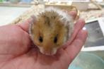 Goudhamsters hamster hamsters, Dieren en Toebehoren, Knaagdieren, Hamster, Meerdere dieren, Tam, Oktober