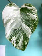 Topkwaliteit Monstera Albo Variegata stek / wit marble mint, Ophalen, Overige soorten, Minder dan 100 cm
