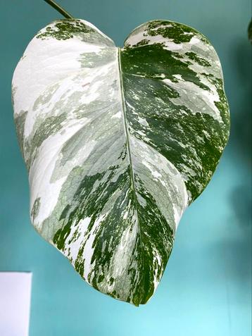 Topkwaliteit, gewortelde Monstera Albo Variegata stek / wit beschikbaar voor biedingen