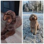 Prachtige F7 curly medium-mini Labradoodle pups, 8 tot 15 weken, CDV (hondenziekte), Meerdere, Meerdere dieren