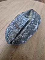 Fossiel: Orthoceras in Matrix, Verzamelen, Ophalen, Fossiel