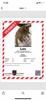 Vermist, Dieren en Toebehoren, Kat