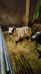 Stamboek bonte dekram, Dieren en Toebehoren, Mannelijk, Schaap, 0 tot 2 jaar