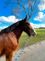 Gezocht: weidegang te huur, Dieren en Toebehoren, Stalling en Weidegang, Weidegang, 2 of 3 paarden of pony's