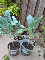 Diverse groenteplanten, Tuin en Terras, Planten | Tuinplanten, Ophalen, Zomer, Volle zon