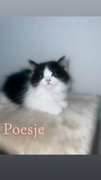 Britse Langhaar x Britse Korthaar Kittens te koop, Dieren en Toebehoren, Meerdere dieren, 0 tot 2 jaar