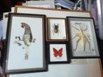 Diverse bijzondere opgezette vlinders insecten, Verzamelen, Dierenverzamelingen, Ophalen of Verzenden, Zo goed als nieuw, Insect