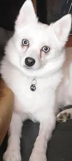 Pomsky F2 Kleinblijvend teefje +EPR+Sterilisatie, Rabiës (hondsdolheid), 1 tot 2 jaar, Teef, Poolhond