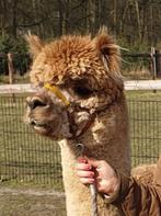Lieve kwaliteits alpacahengst ruilen, Mei, Mannelijk