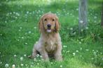 Engelse cocker spaniel pups, Dieren en Toebehoren, België, 8 tot 15 weken, Meerdere, Meerdere dieren