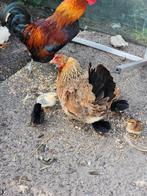 Kuikens Kuikens Kuikentjes Legkip, Meerdere dieren, Kip