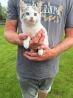 Lieve kitten zoekt nieuw baasje.Zindelijk en eet kitten brok, Dieren en Toebehoren, Poes