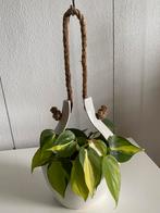 Philodendron Brasil variegata, hang/ klimplant incl. hangpot, Huis en Inrichting, Overige soorten, In pot, Minder dan 100 cm, Halfschaduw