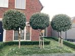 Olijfwilg/Elaeagnus Ebbingei op stam 3x, Ophalen, Halfschaduw, Overige soorten, 100 tot 250 cm