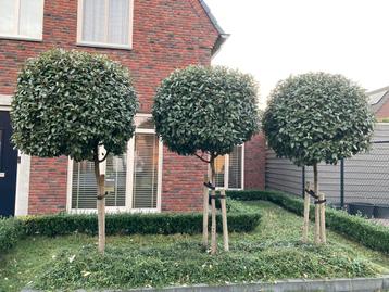 Olijfwilg/Elaeagnus Ebbingei op stam 3x beschikbaar voor biedingen