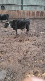 mini  dahomey koetjes, Januari, Vrouwelijk