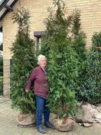 Thuja Plicata  3 tot 3.5 meter 50% korting, Tuin en Terras, Planten | Struiken en Hagen, Haag, Conifeer, Ophalen, 100 tot 250 cm