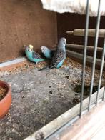 Grasparkieten (jong ), Dieren en Toebehoren, Vogels | Parkieten en Papegaaien, Meerdere dieren, Parkiet