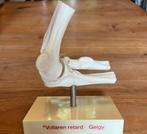 Elleboog anatomie model, Diversen, Schoolbenodigdheden, Ophalen of Verzenden, Zo goed als nieuw