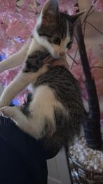 Nog 1 laatste x brits korthaar kitten kittens, Dieren en Toebehoren, Katten en Kittens | Overige Katten, Kater