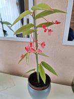 Begonia tamaya plant, Ophalen, Zomer, Overige soorten, Volle zon