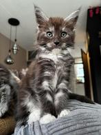2 prachtige maine coon kittens, Dieren en Toebehoren, Katten en Kittens | Raskatten | Langhaar, Meerdere dieren