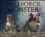 Old english bulldog dekreu getest, Dieren en Toebehoren, 6 jaar of ouder, België, Particulier, Rabiës (hondsdolheid)