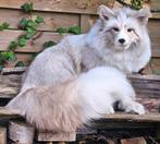 Softmount pastel platinum vos, Verzamelen, Dierenverzamelingen, Verzenden, Zo goed als nieuw, Overige soorten, Opgezet dier